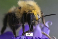 Best-board-clima-board-nuova-ple_319